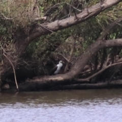 Microcarbo melanoleucos (Little Pied Cormorant) at Towrang, NSW - 7 Feb 2022 by Rixon