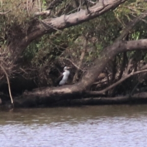 Microcarbo melanoleucos at Towrang, NSW - 7 Feb 2022