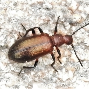 Ecnolagria grandis at Tennent, ACT - 7 Feb 2022 12:35 PM