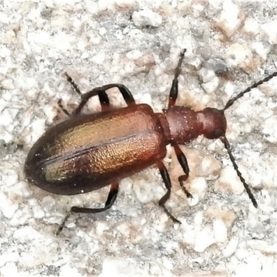 Ecnolagria grandis (Honeybrown beetle) at Tennent, ACT - 7 Feb 2022 by JohnBundock
