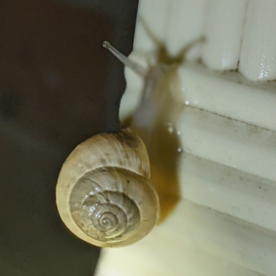 Cernuella virgata (Vineyard Snail) at Lions Youth Haven - Westwood Farm A.C.T. - 8 Feb 2022 by HelenCross