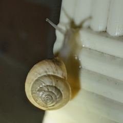 Cernuella virgata (Vineyard Snail) at Kambah, ACT - 8 Feb 2022 by HelenCross