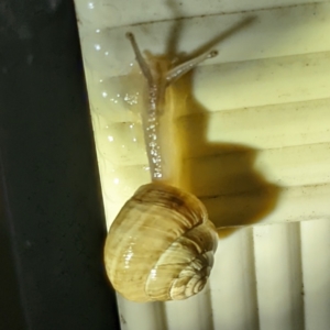 Cernuella virgata at Kambah, ACT - 8 Feb 2022 10:19 PM