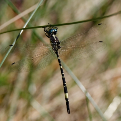 Parasynthemis regina (Royal Tigertail) at Mulligans Flat - 8 Feb 2022 by DPRees125