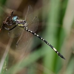 Parasynthemis regina (Royal Tigertail) at Pialligo, ACT - 22 Jan 2022 by DPRees125