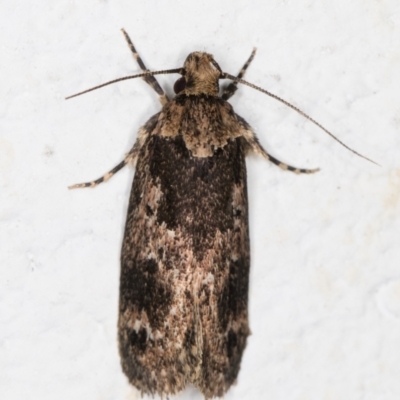 Barea consignatella (A concealer moth) at Melba, ACT - 6 Dec 2021 by kasiaaus