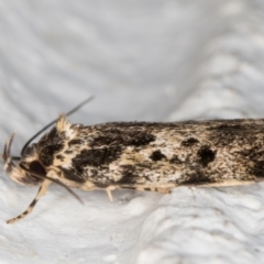 Barea confusella (A Concealer moth) at Melba, ACT - 6 Dec 2021 by kasiaaus