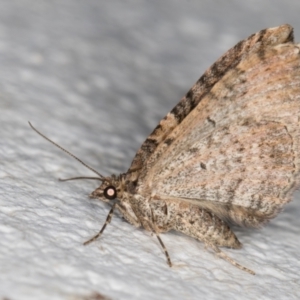 Epyaxa (genus) at Melba, ACT - 6 Dec 2021