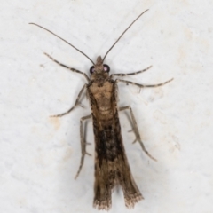 Epyaxa (genus) at Melba, ACT - 6 Dec 2021