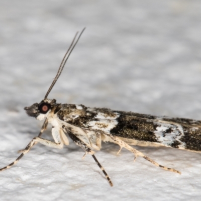 Eudonia protorthra (A Scopariine moth) at Melba, ACT - 6 Dec 2021 by kasiaaus
