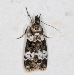 Eudonia protorthra at Melba, ACT - 6 Dec 2021 08:22 PM