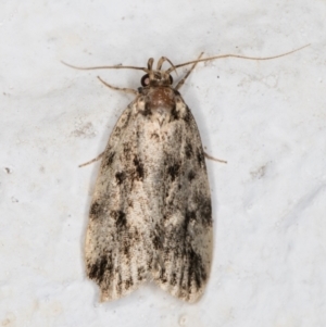 Barea (genus) at Melba, ACT - 6 Dec 2021