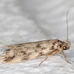 Barea (genus) at Melba, ACT - 6 Dec 2021 10:52 PM