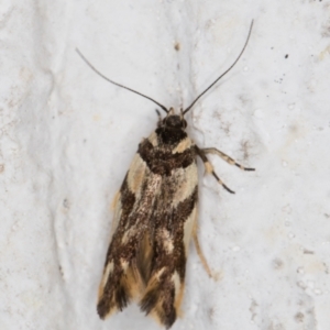 Macrobathra aphristis at Melba, ACT - 6 Dec 2021 10:53 PM