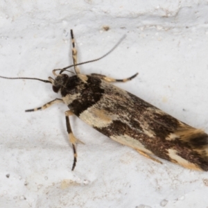 Macrobathra aphristis at Melba, ACT - 6 Dec 2021 10:53 PM