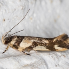 Macrobathra aphristis at Melba, ACT - 6 Dec 2021 10:53 PM