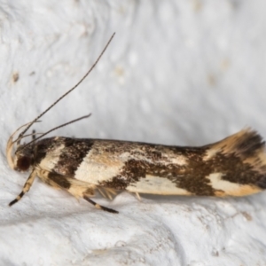 Macrobathra aphristis at Melba, ACT - 6 Dec 2021 10:53 PM