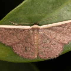 Idaea inversata (Purple Wave) at Melba, ACT - 7 Dec 2021 by kasiaaus