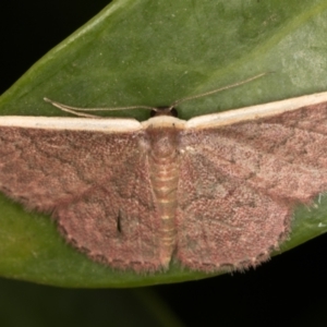 Idaea inversata at Melba, ACT - 7 Dec 2021 09:37 PM