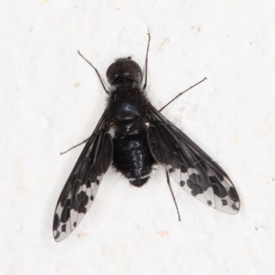 Anthrax maculatus (A bee fly) at Melba, ACT - 7 Dec 2021 by kasiaaus