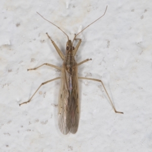 Nabis sp. (genus) at Melba, ACT - 7 Dec 2021