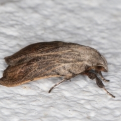 Tortricopsis pyroptis (A Concealer moth (Wingia Group)) at Melba, ACT - 7 Dec 2021 by kasiaaus