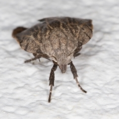 Tortricopsis pyroptis at Melba, ACT - 7 Dec 2021 09:45 PM