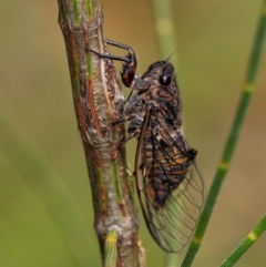 Cicadidae (family) (Unidentified cicada) at Penrose - 26 Jan 2022 by Aussiegall