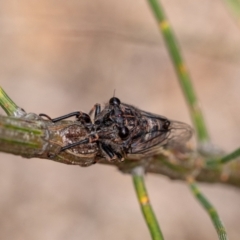 Cicadidae (family) at Penrose, NSW - 26 Jan 2022 02:55 PM