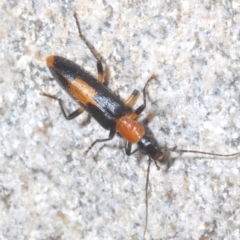 Copidita sloanei (A false blister beetle) at Tidbinbilla Nature Reserve - 2 Feb 2022 by Harrisi