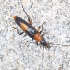 Copidita sloanei (A false blister beetle) at Paddys River, ACT - 2 Feb 2022 by Harrisi