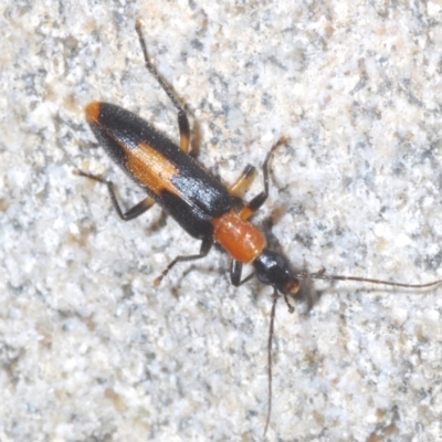 Copidita sloanei (A false blister beetle) at Tidbinbilla Nature Reserve - 2 Feb 2022 by Harrisi