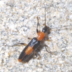 Copidita sloanei at Paddys River, ACT - 3 Feb 2022