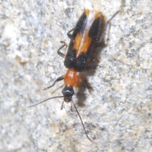 Copidita sloanei at Paddys River, ACT - 3 Feb 2022