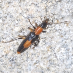 Copidita sloanei at Paddys River, ACT - 3 Feb 2022