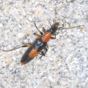 Copidita sloanei at Paddys River, ACT - 3 Feb 2022