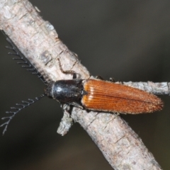 Dicteniophorus sp. (genus) (A click beetle) at Tidbinbilla Nature Reserve - 3 Feb 2022 by Harrisi