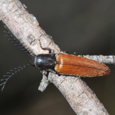 Dicteniophorus sp. (genus) (A click beetle) at Tidbinbilla Nature Reserve - 3 Feb 2022 by Harrisi
