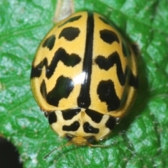 Cleobora mellyi (Southern Ladybird) at Paddys River, ACT - 3 Feb 2022 by Harrisi