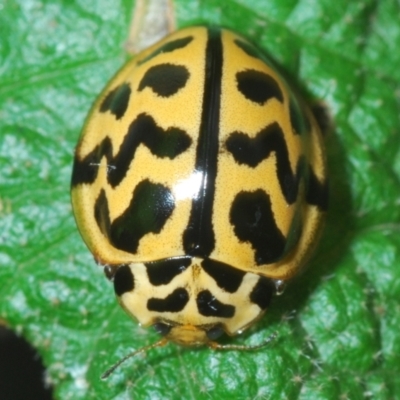 Cleobora mellyi (Southern Ladybird) at Tidbinbilla Nature Reserve - 3 Feb 2022 by Harrisi