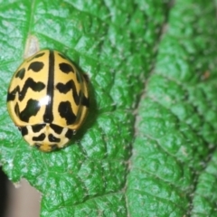 Cleobora mellyi at Paddys River, ACT - 3 Feb 2022 11:53 AM