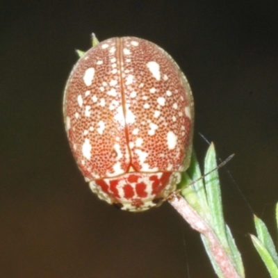 Paropsis marmorea (A leaf beetle) at Tidbinbilla Nature Reserve - 3 Feb 2022 by Harrisi