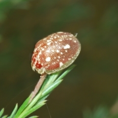 Paropsis marmorea at Paddys River, ACT - 3 Feb 2022 12:25 PM