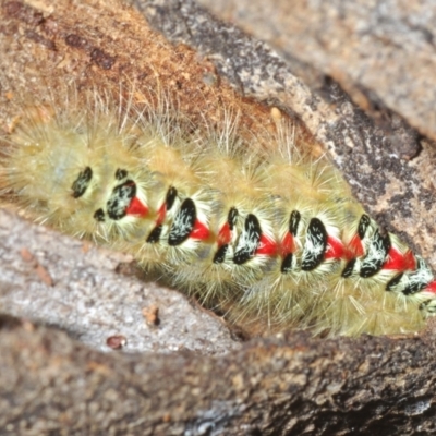 Trichiocercus sparshalli (Sparshall's Moth) at Paddys River, ACT - 3 Feb 2022 by Harrisi