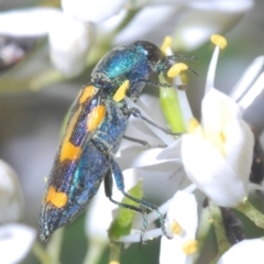 Castiarina flavopicta (Flavopicta jewel beetle) at Tidbinbilla Nature Reserve - 3 Feb 2022 by Harrisi