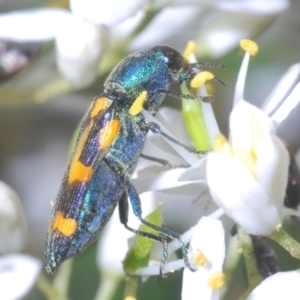 Castiarina flavopicta at Paddys River, ACT - 3 Feb 2022