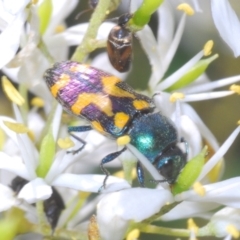 Castiarina flavopicta at Paddys River, ACT - 3 Feb 2022 11:34 AM