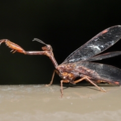 Mantispidae (family) (Unidentified mantisfly) at Acton, ACT - 4 Feb 2022 by TimL