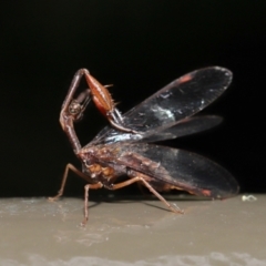 Mantispidae (family) at Acton, ACT - 4 Feb 2022