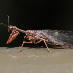 Mantispidae (family) at Acton, ACT - 4 Feb 2022 11:31 AM